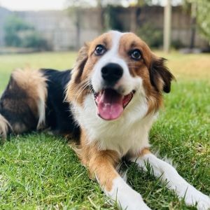 Bernie enjoying his time at Doggy Day Care