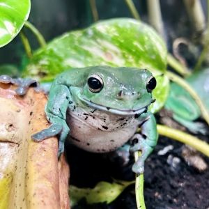 Daisy the green tree frog