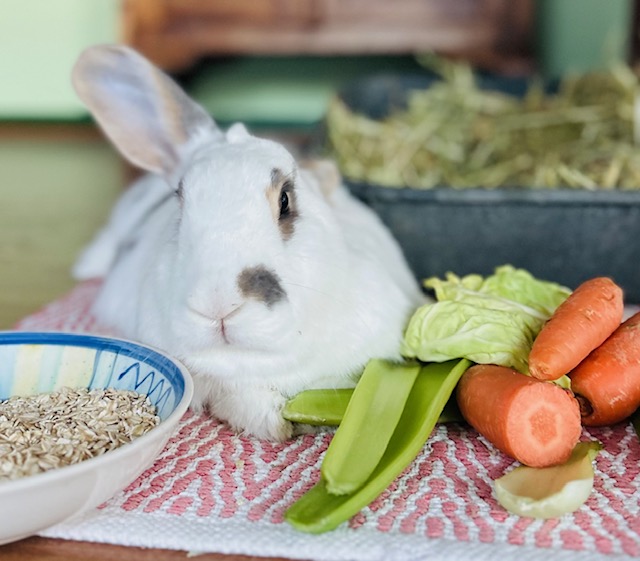Gavin the Lop Eared Bunny
