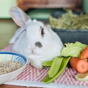 Gavin the Lop Earred Bunny