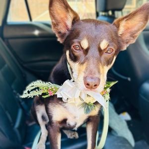 Marley had a very special role in the wedding