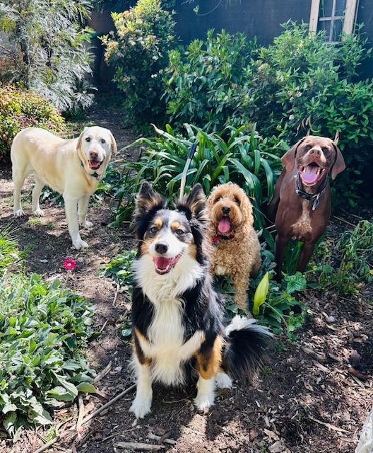 Camp Paws pups having fun.