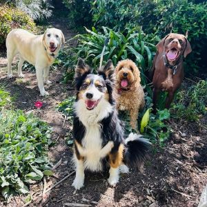Pups enjoying time in the garden